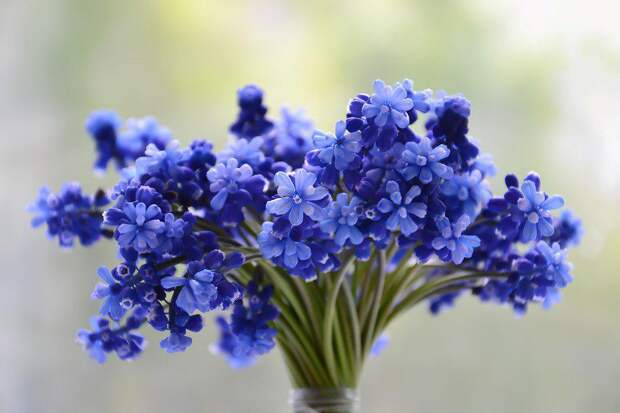 Цветы / фото: pixabay.com