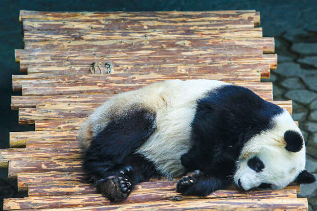 В Китае панде сделали операцию на желудке, спасая от несварения