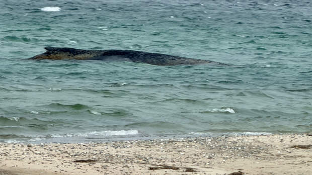 Крик о помощи: началась решающая фаза спасения застрявшего на мели кита на Балтике