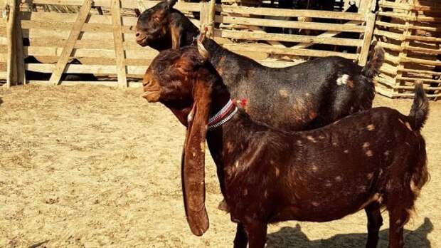 Камори достаточно крупные «горбоносые» козы с очень длинными (до 45 см) свисающими ушами. © Narejo Goat Farm 📷 