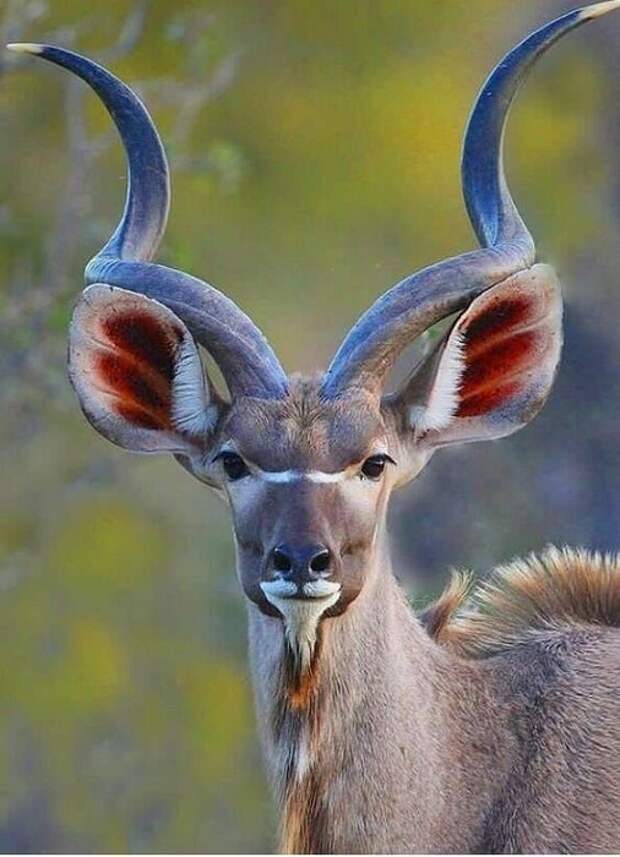 Африканский вид антилоп из подсемейства быков с крупными завинченными рогами, достигающие величины до 1 метра.