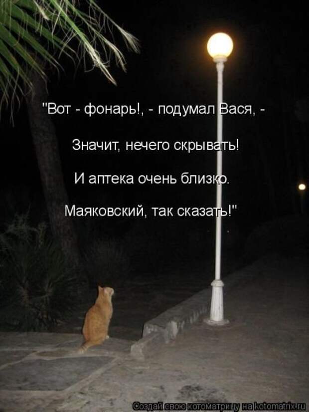 Новогодняя котоматрица (35 фото)