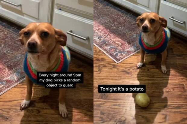 «Не трожь»: оберегающая картошку собака заставила интернет хохотать