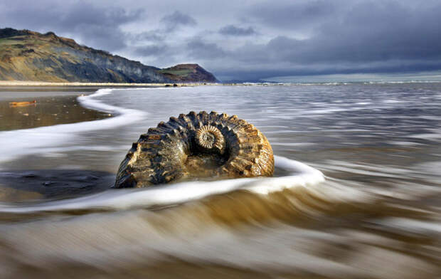 Тысячи застывших моллюсков разбросаны по британскому пляжу. /Фото: rest-trip.ru