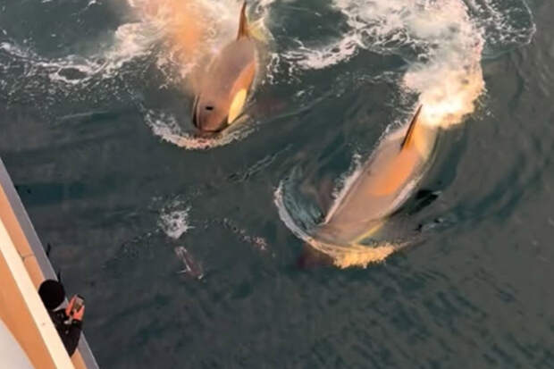 Охота кровожадных китов-убийц на пингвина попала на видео