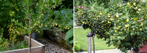 Крыжовник на штамбе в саду: почему стоит выбрать такую форму куста?