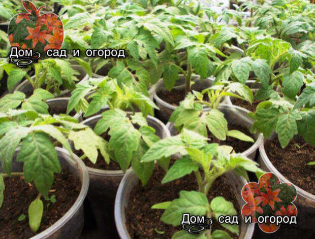 Причины,по которым ваша рассада не растёт!