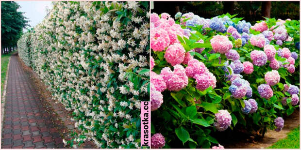 Кустарники — роскошная находка для декора сада и двора: 10 красивых идей