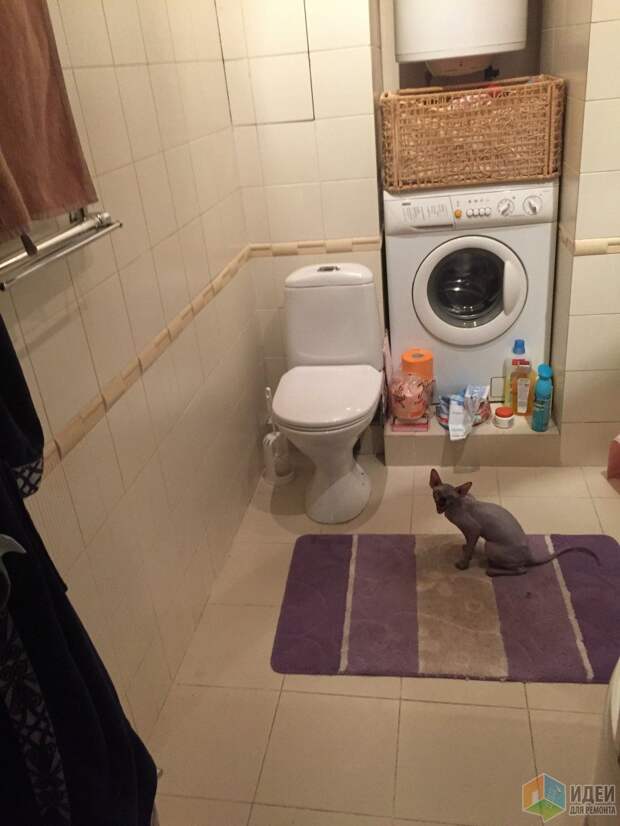 Это чужой котик))) Наш будет дальше)) Это чужой котик))) Наш будет дальше))