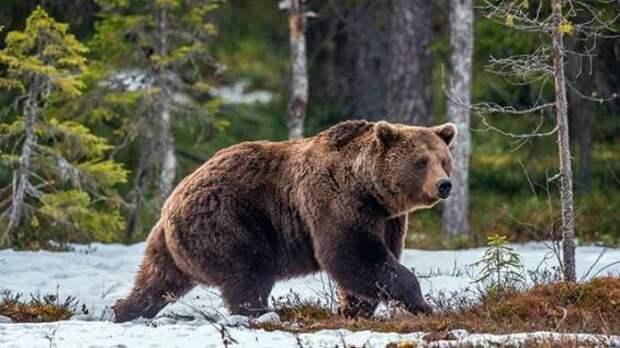 Медведь снес забор на границе Латвии, пытаясь уйти в Россию Латвии, граница, животные, забор, медведь, россия