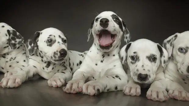 Кинолог Голубев перечислил ошибки при воспитании щенков