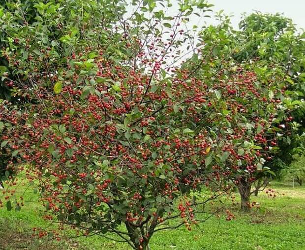 Чудо вишня Дюк: как выращивать гибрид вишни и черешни