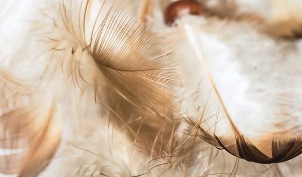 5 подсказок Ангелов-хранителей, на которые Ванга советовала обращать особое внимание