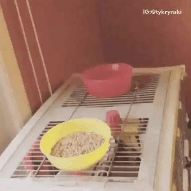 gif, подборка, попугаи, прикол, птица, птицы