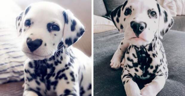 kartinok-veselyh-interesnyh-kartinki-smeshnye-kartinki-fotoprikoly kartinok-veselyh-interesnyh-kartinki-smeshnye-kartinki-fotoprikoly