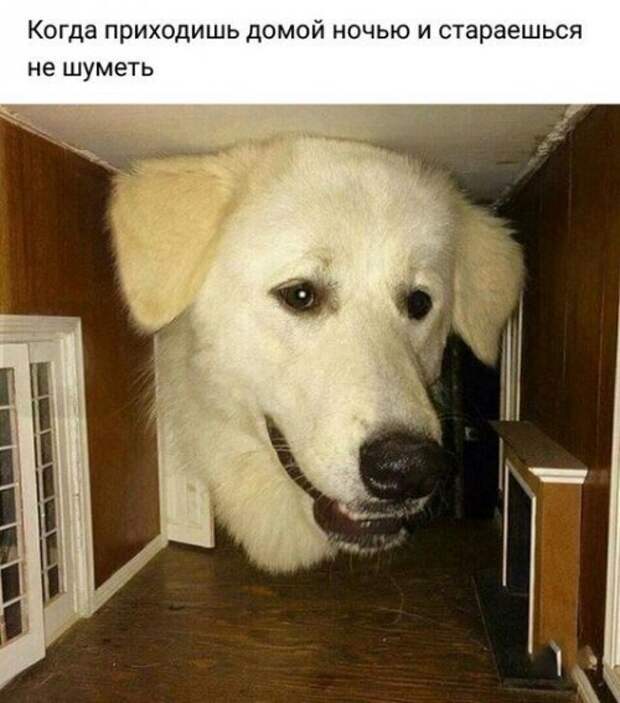 Прикольные фотомемы (23 шт)
