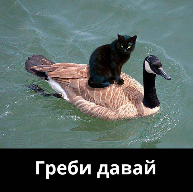 изображение: Греби давай #Котоматрицы