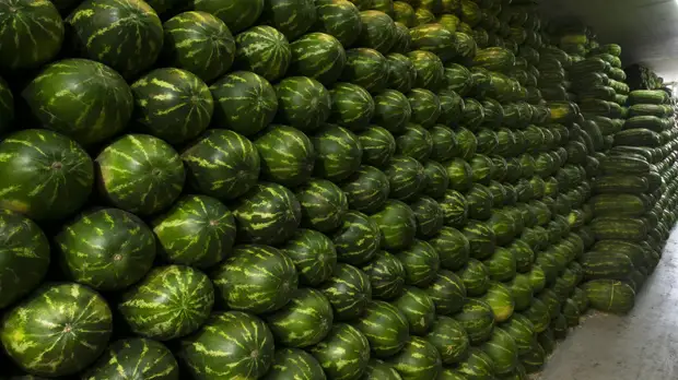 Фигуранту дела об отравлении семьи арбузом в Москве продлили домашний арест