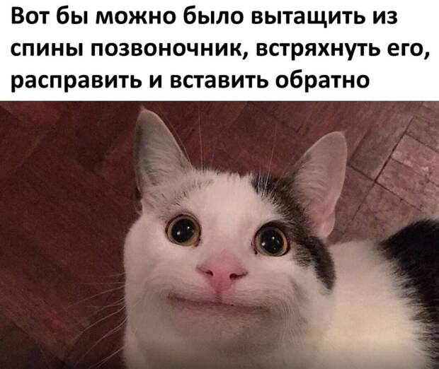 Мемы с котиками, смешные картинки и позвоночник