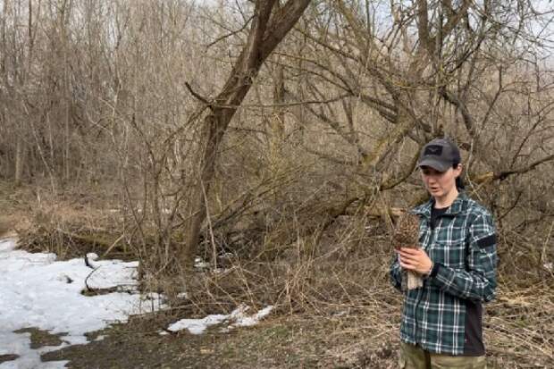 В Тамбовской области на волю выпустили ушастую сову, восстановившуюся после травмы