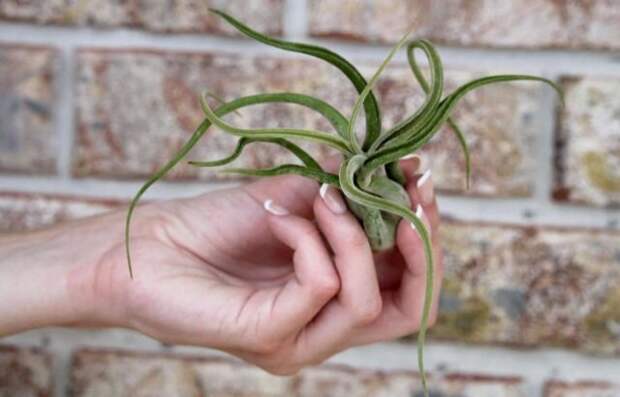 Тилландсия «Голова Медузы» (Tillandsia caput-medusae). © usmantis 📷