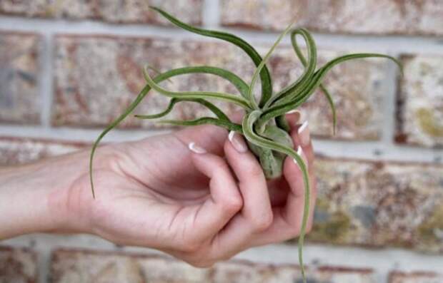 Тилландсия «Голова Медузы» (Tillandsia caput-medusae). © usmantis   