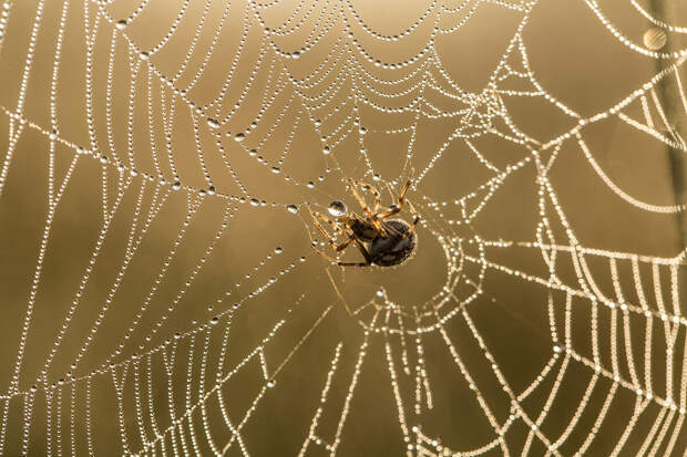 Mash: на Украине паук залез женщине в ухо и жил там неделю