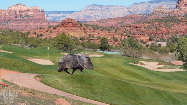 javelina walking on Sedona Arizona golf course
