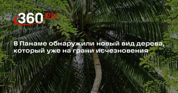 В Панаме обнаружили новый вид дерева, который уже на грани исчезновения