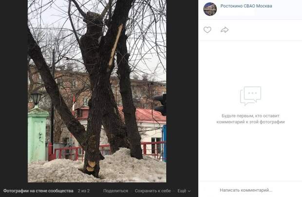 Фото дня: раненые деревья в Ростокине спасут коммунальщики