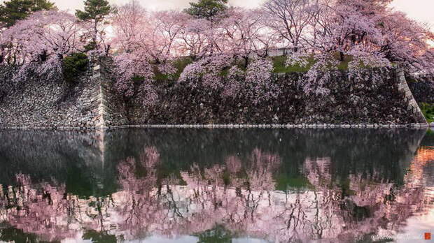 Цветение сакуры 2018 года: фото Hidenobu Suzuki
