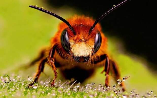 Могут ли пчелы быть умнее людей?