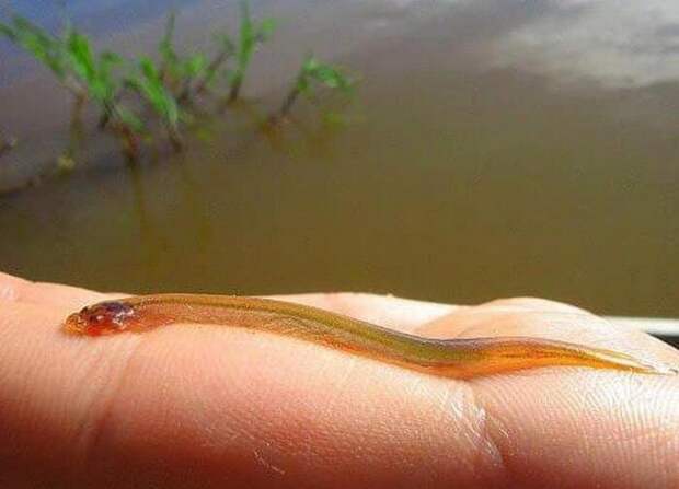 Рыбка которая залезает в половой орган