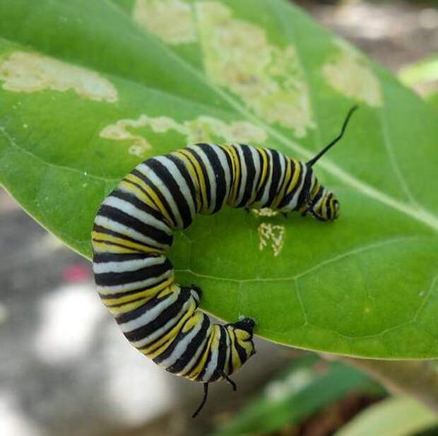 Бабочка данаида монарх: описание, характер и среда обитания