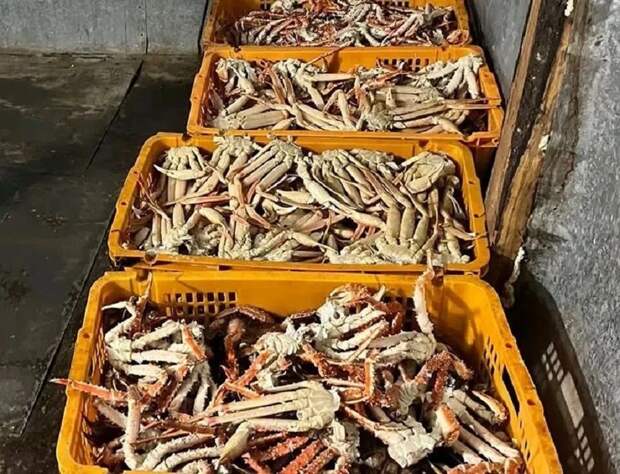 Двое приморских браконьеров заплатят за крабов 11 миллионов