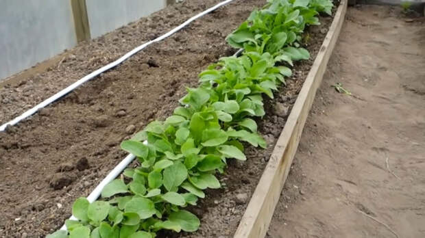 Бабушкин метод посева редиса для стабильного раннего и крупного урожая