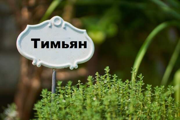 Тимьян, шалфей и еще 7 трав-