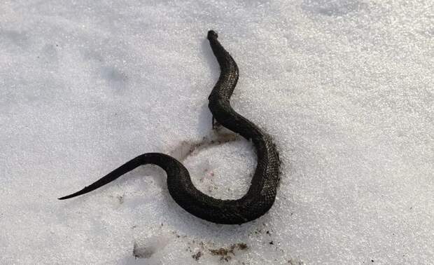 В Рязанской области из-за аномального тепла раньше срока проснулись гадюки