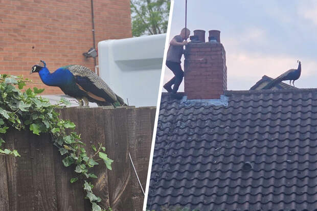 Daily Star: в Британии павлин терроризирует местных жителей, прыгая по крышам домов
