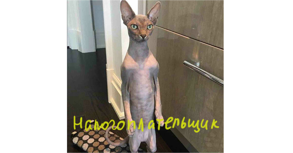 Котик из интернета, голый (порода такая). Представила россиянина, который платит все налоги и хочет еще!