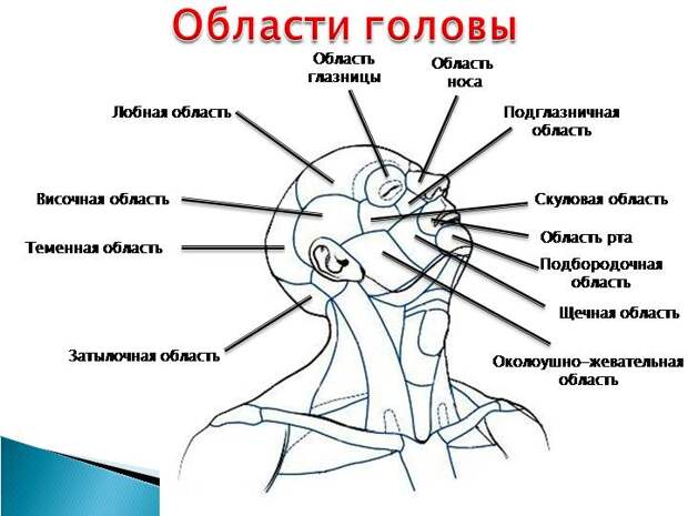 Области головы. Анатомия головы человека