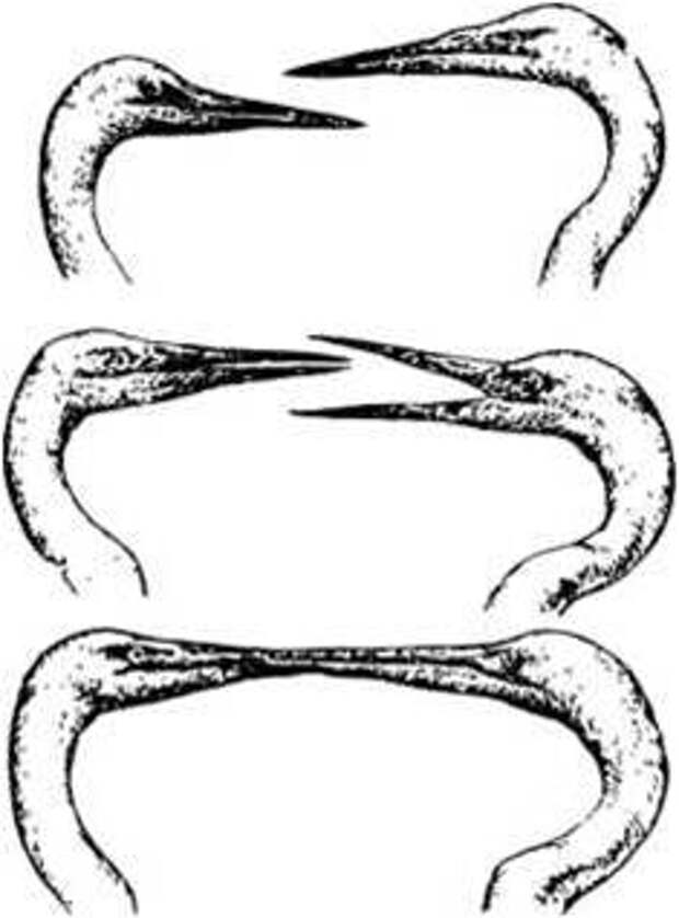 Рнс. 5. Белые цапли обмениваются це­ремониальным «поцелуем», который, по Н. Тинбергену (1969), устраняет «недоверие» между самцом и самкой. Автор этой книги считает, что «поце­луй» — это только ритуал передачи корма самке самцом 