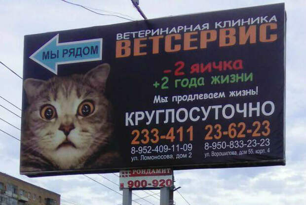 Да что это за жизнь!?| Фото: Чёрт побери. Да что это за жизнь!?| Фото: Чёрт побери.