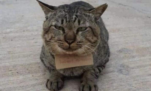 Кот пропал из дома на 3 дня, а потом вернулся с запиской, что у него теперь появились долги