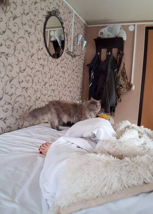 Переезд-многоходовочка. Из Хабаровска до Крыма за 2 недели. С 2мя котами.