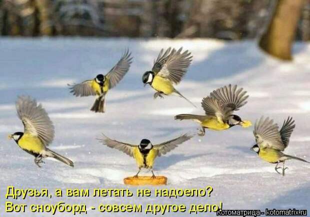Лучшие котоматрицы недели (50 фото)