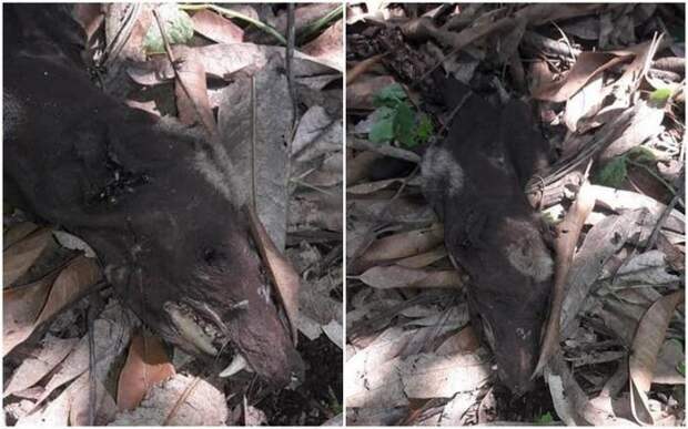 Останки неизвестного существа с клыками напугали жителей Колумбии (5 фото)