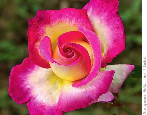 Крупноцветковая чайно-гибридная роза Sweet Delight