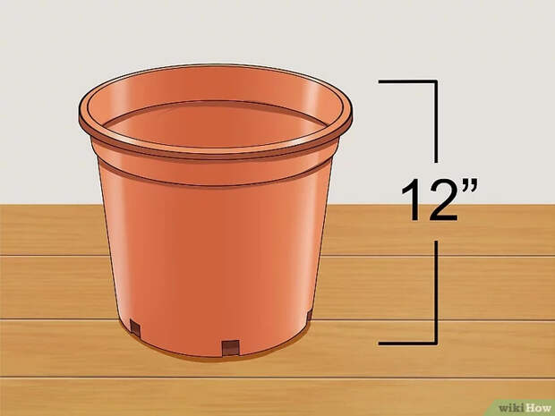 Изображение с названием Grow a Ginger Plant Step 5