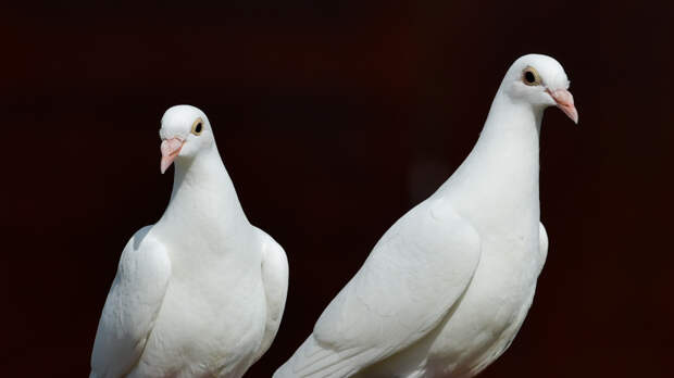 Мужчина пытался провезти голубей через границу в носках